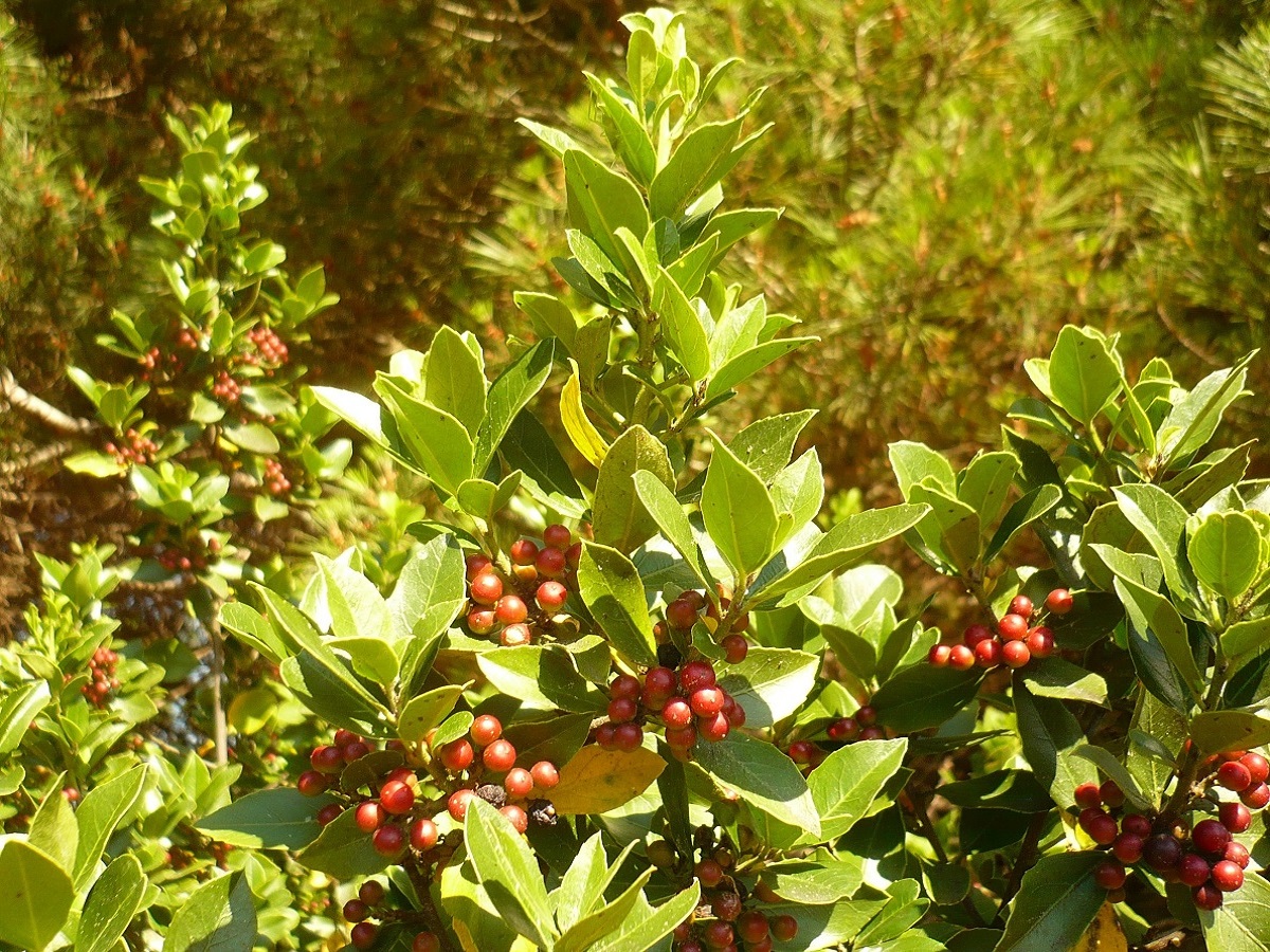 Rhamnus alaternus subsp. alaternus (Rhamnaceae)